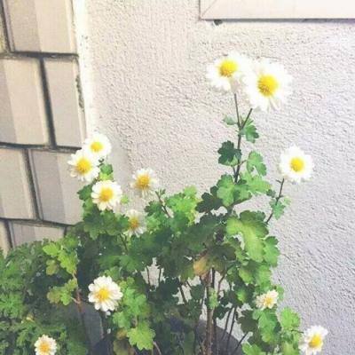 家乡的冒险官方版下载
